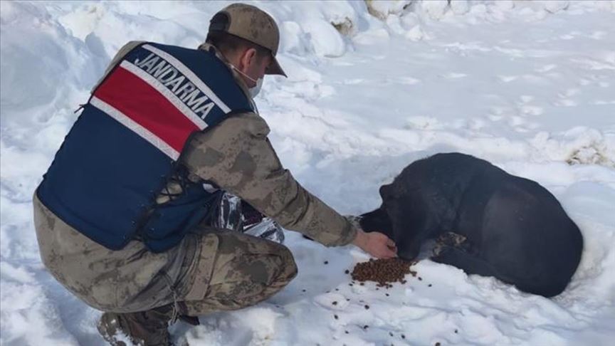 Jandarma ekipleri  sokak hayvanlarına 400 kilogram mama bıraktı