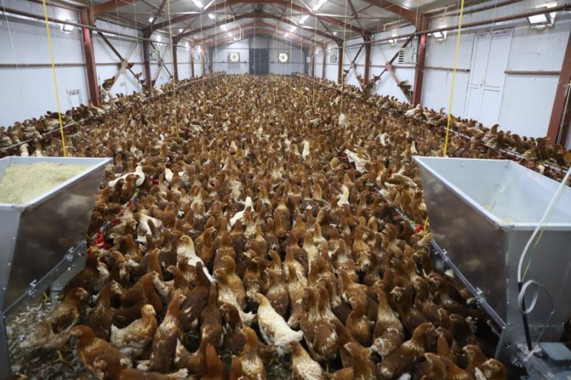 Ordu’da ‘Organik Yumurta Tavukçuluğu Yetiştiriciliği’ projesi kapsamında kurulan ‘Organik Yarka Üretim Tesisi’ faaliyete başladı. 