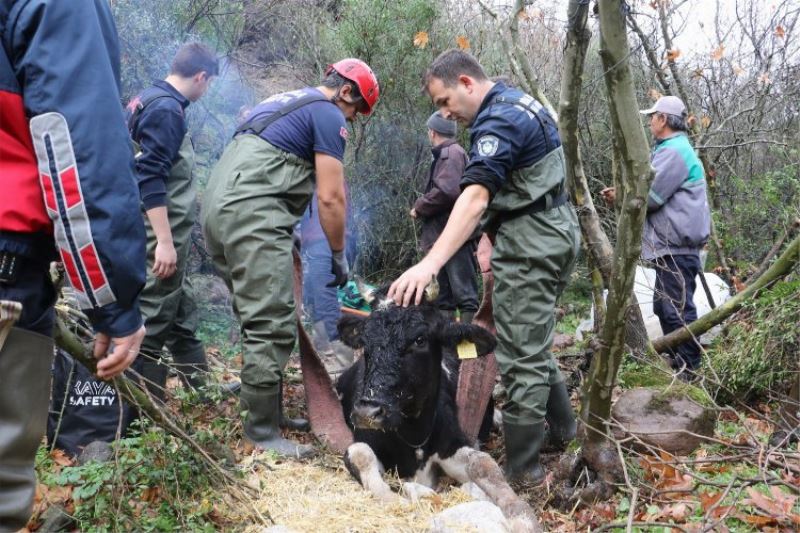 Manisa’da uçuruma düşen gebe inek kurtarıldı