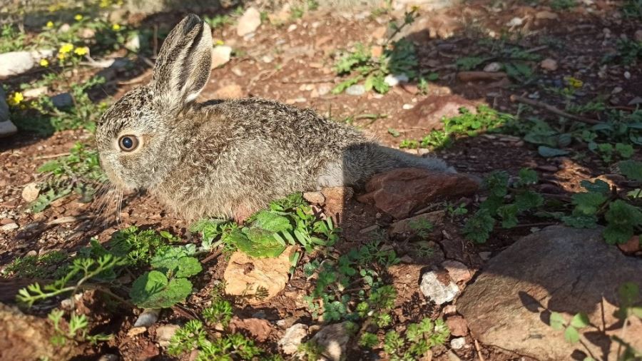 Sürünerek yürümeye çalışan yavru tavşan tedavi altına alındı