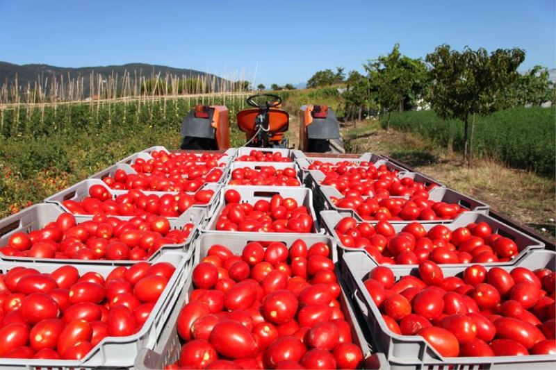 Rusya’ya domates ihracatında kota 500 bin tona çıkarıldı