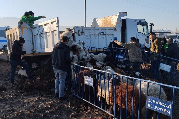 Tarım arazilerine zarar veren koyunlara Osmangazi Zabıtası