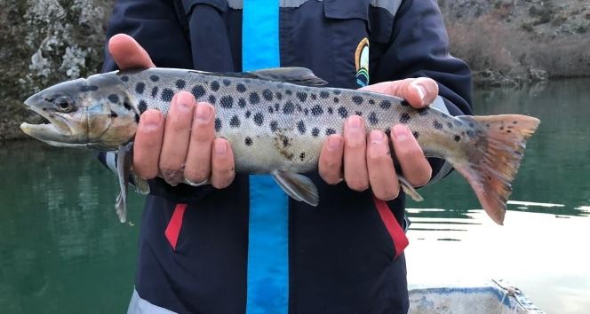 Nesli tükenme tehlikesinde, son anda biri kurtarılabildi