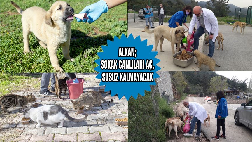 ALKAN; SOKAK CANLILARI AÇ, SUSUZ KALMAYACAK