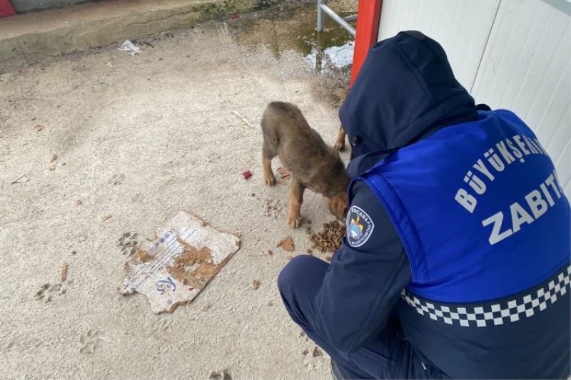 Kocaeli zabıta ekipleri patili dostları unutmadı 