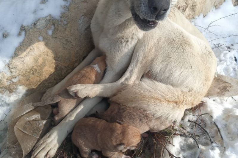 Bursa Orhaneli Belediye zabıta ekipleri içleri ısıttı