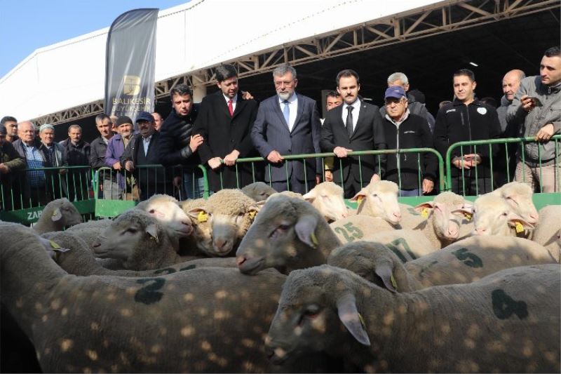 Balıkesirli üreticilere damızlık koç desteği