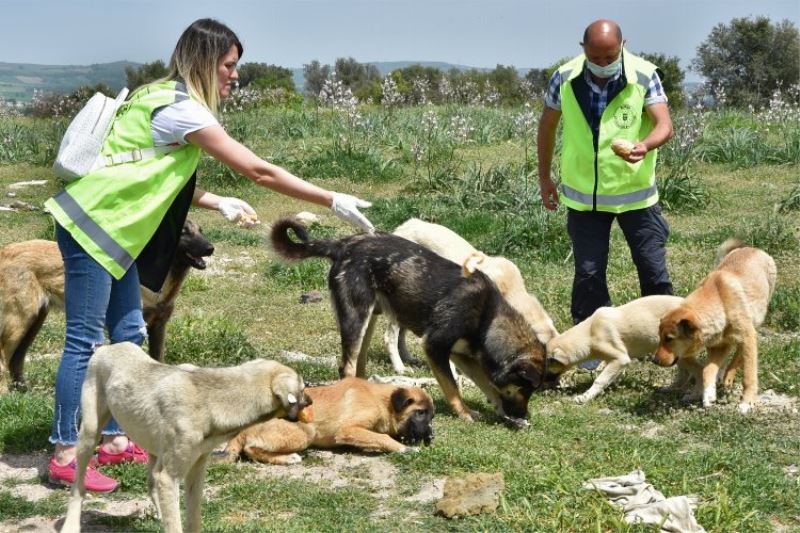 Sokak hayvanlarına Bursa şefkati