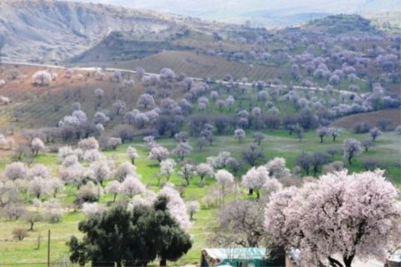 Mardin’ de 48’i endemik bitki var