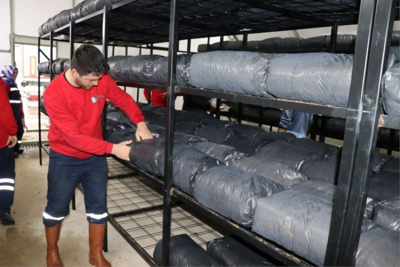Kocaeli İzmit Belediyesi, istiridye mantarında ikinci seri üretime başladı