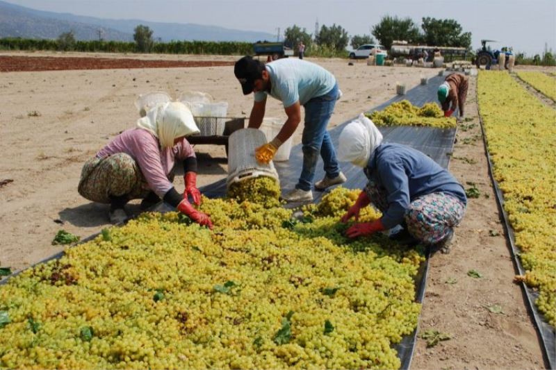 Manisa Büyükşehir’den üzüm üreticilerine ücretsiz 100 bin sepet