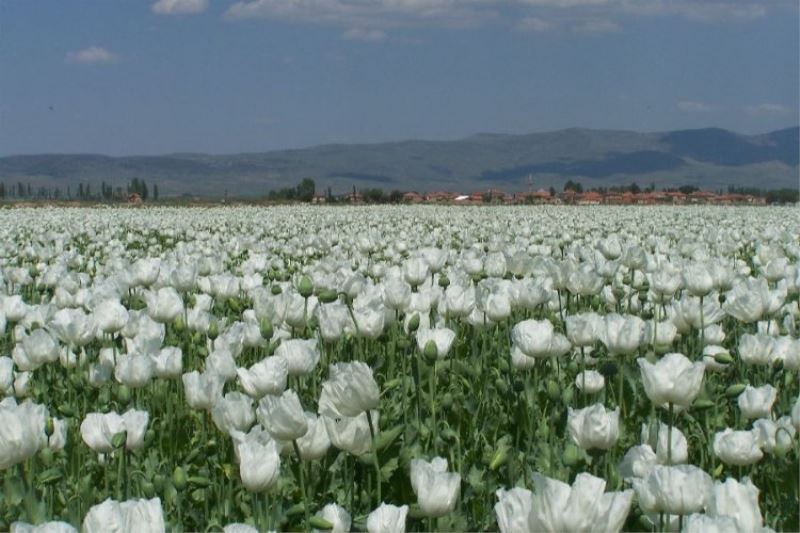 Beyaz haşhaş Hindistan seferinde