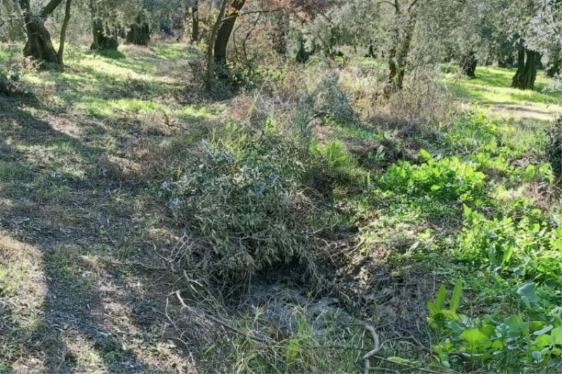 Zeytin tarlalarına dadandılar! 600 bin liralık hasatla kaçtılar!