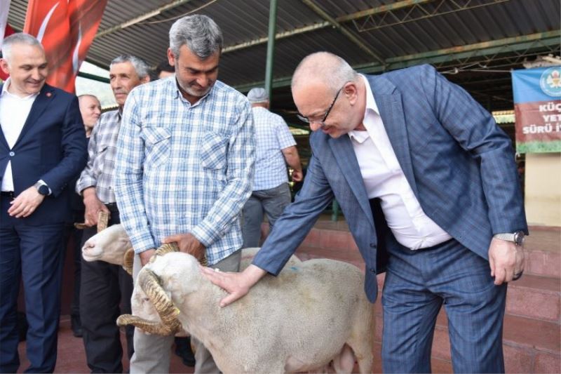 Damızlık koçlar yetiştiricilere teslim ediliyor