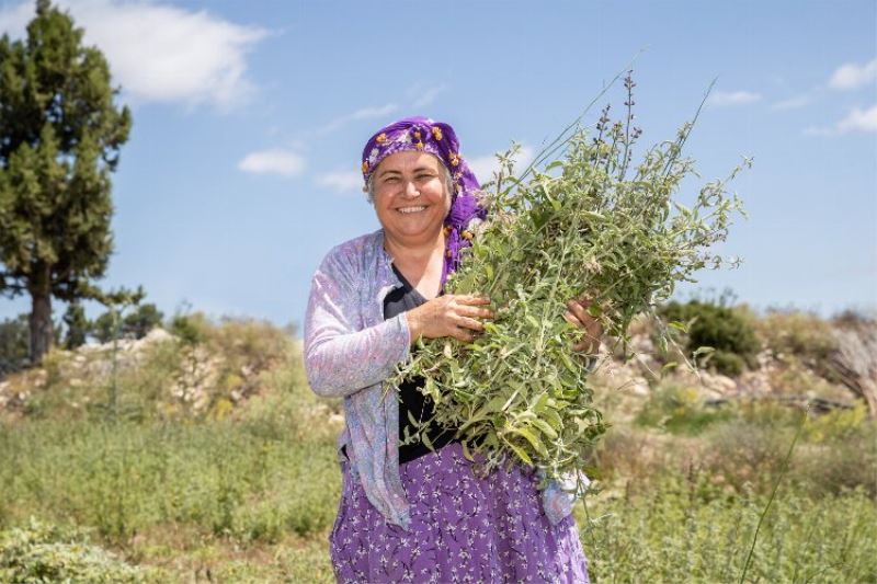 Çiftçilerin hasat sevinci