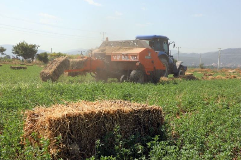 Muğla