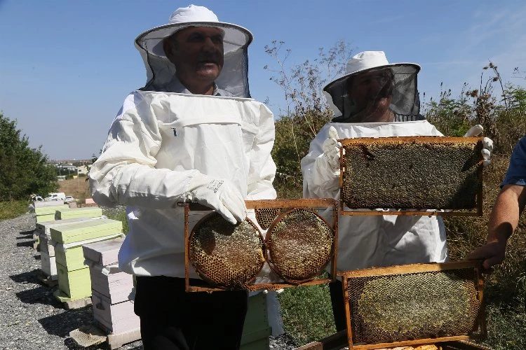 Büyükçekmece’de ilk bal hasadı gerçekleşti