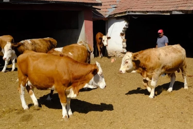 Üreticiye damızlık boğa desteği