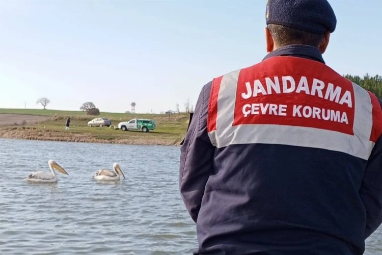 Edirne Jandarması, hasta ve yorgun pelikanları besledi