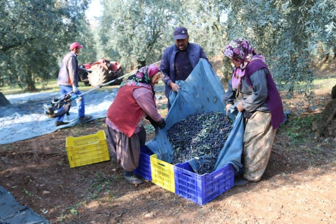 İşte zeytinin 1 kg maliyeti!