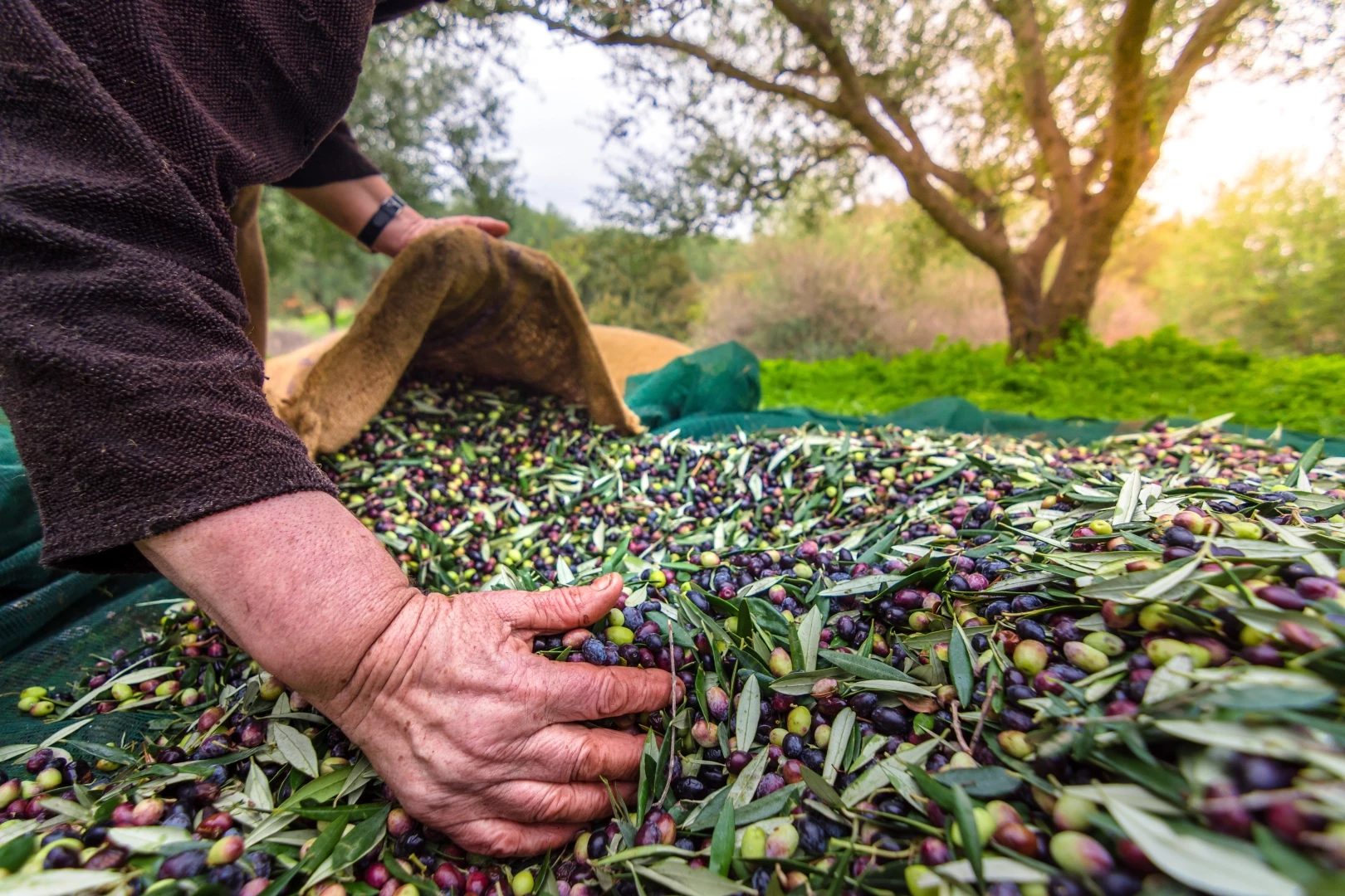 Türkiye sofralık zeytin ihracatında 210 milyon dolara ulaştı