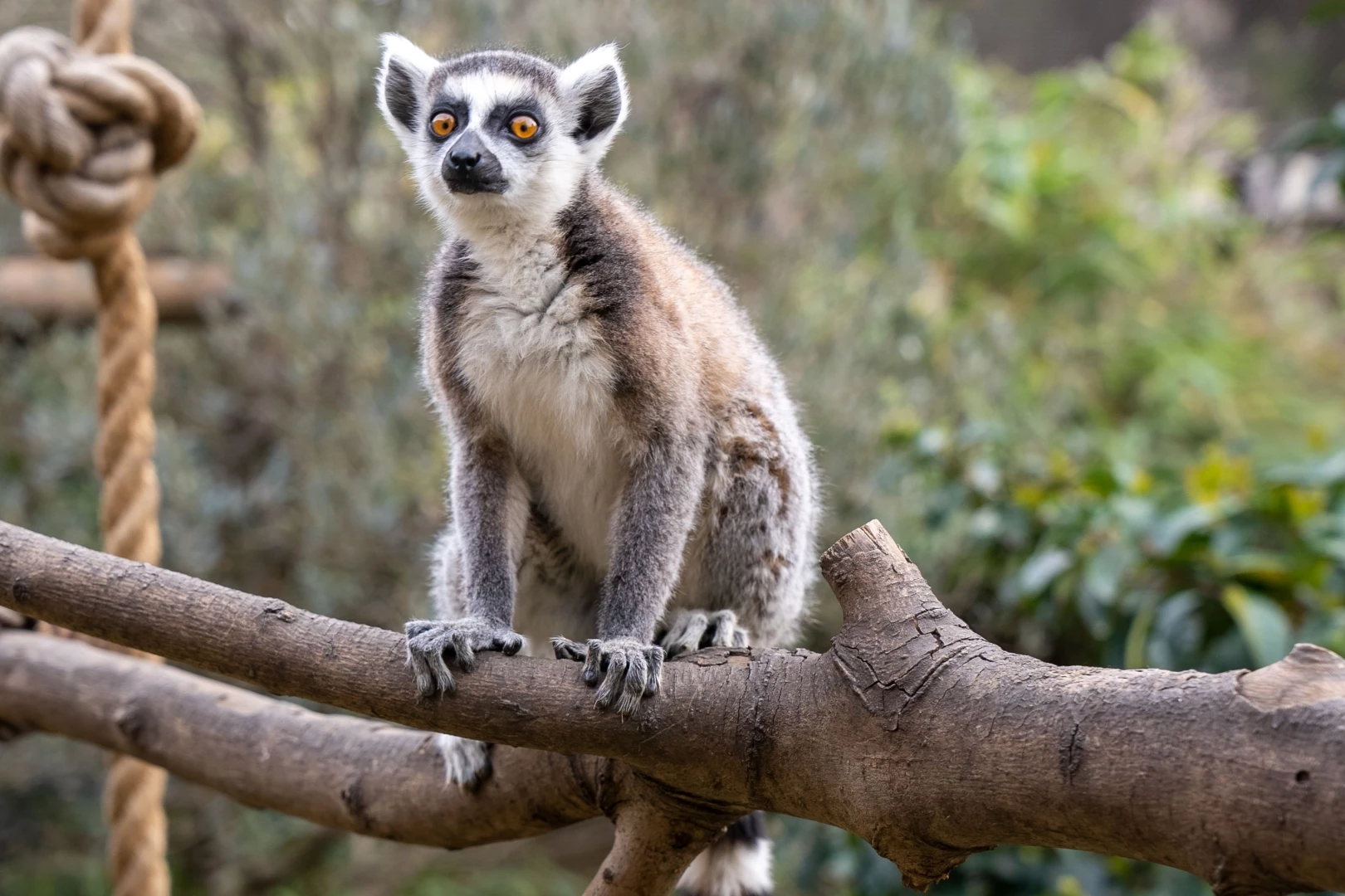 Lemur türlerinin korunmasına dikkat çekildi