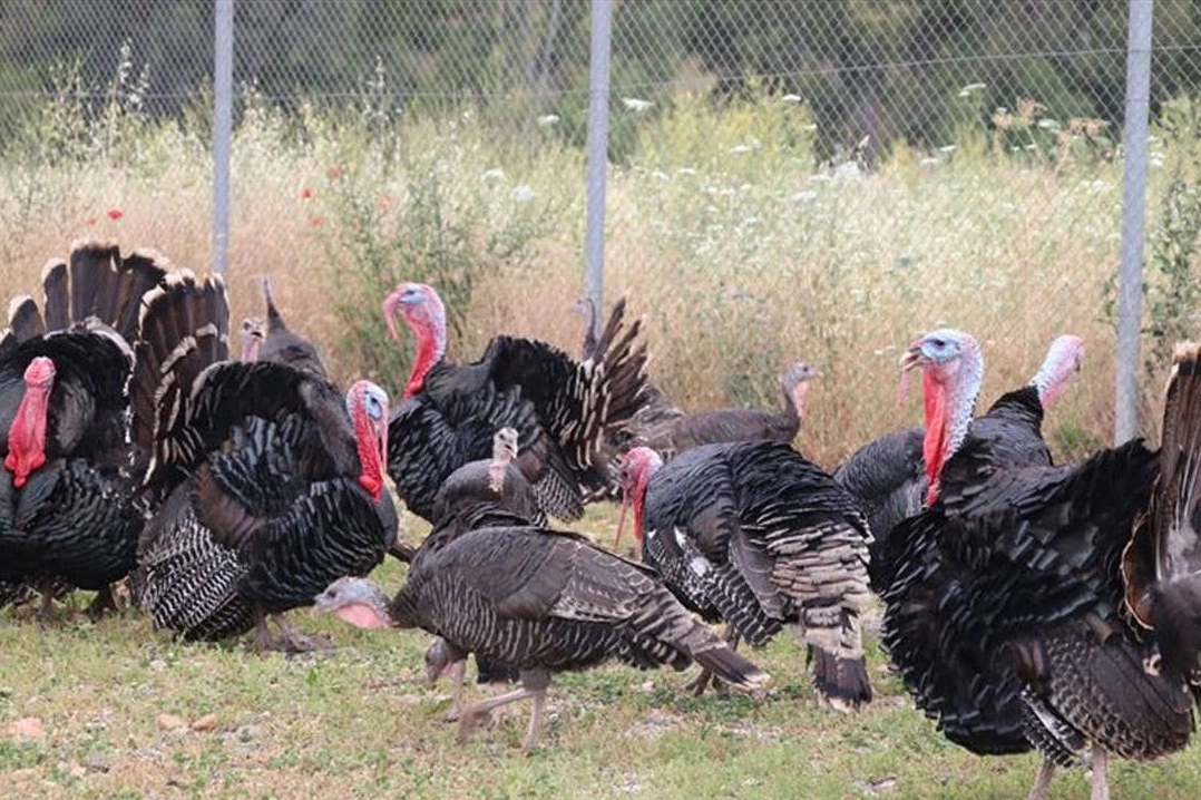 Hindi eti üretimi 9 ayda yüzde 16,7 arttı