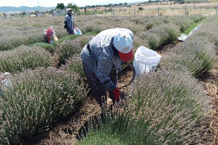 Siğilli Lavanta Bahçesi’nde 4.hasat dönemi dün başladı