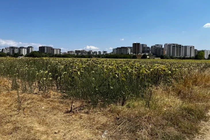 Mısır ve ayçiçeği, Akçalar’da tarımın gözbebeği oldu