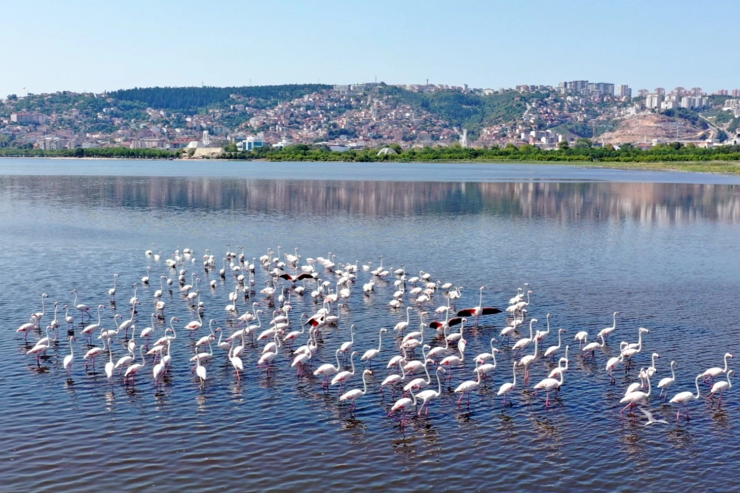 İzmit Körfezi’nin pembe süsleri geldi... Biyoçeşitlilik artıyor