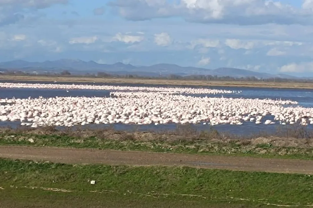 CHP’li Yazgan’dan TBMM
