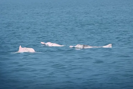 Yapay zeka Çin beyaz yunuslarını korumada umut veriyor